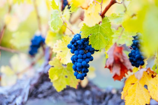 Grape vines with well grown fruit near to harvest near Penola in the Coonawarra wine region in South Australia, Australia