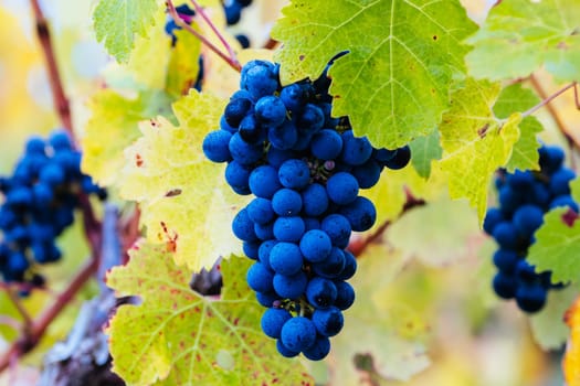 Grape vines with well grown fruit near to harvest near Penola in the Coonawarra wine region in South Australia, Australia
