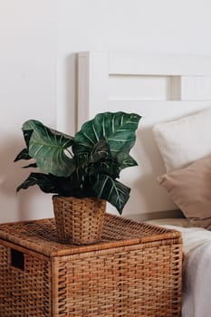 Home bedroom closeup, plant flower pot near bed. Room natural decoration at house interior, nobody at modern apartment.