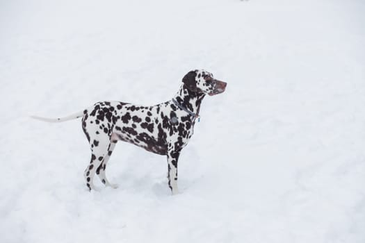 Dog, breed Dalmatian winter in snow proudly stands and looks