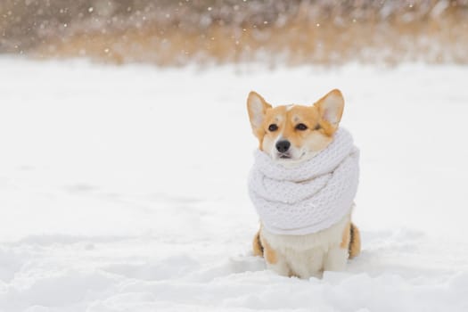 portrait of a cute corgi dog in a red scarf walking on a frosty morning on the grass covered with white cold snow