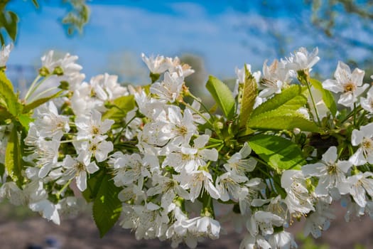 Small green leaves and white flowers of sweet cherry blossoms. Selective focus