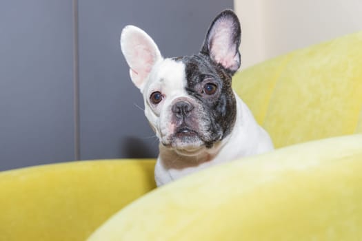 French bulldog lying down tired after walk