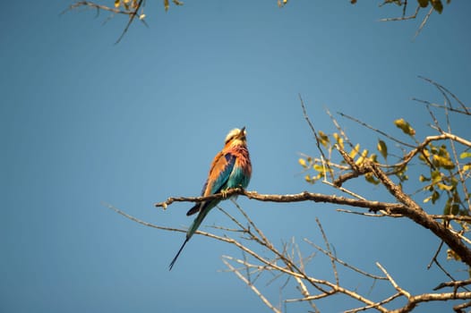 Lilacbreasted Roller (Coracias caudata) South Africa, Mpumalanga, Timbavati Nature Reserve