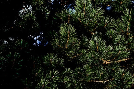 a widespread coniferous tree which has a distinctive conical shape and hanging cones,