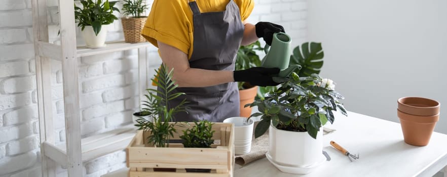 Spring Houseplant Care, repotting houseplants. Waking Up Indoor Plants for Spring. Woman is transplanting plant into new pot at home. Gardener transplant plant Spathiphyllum