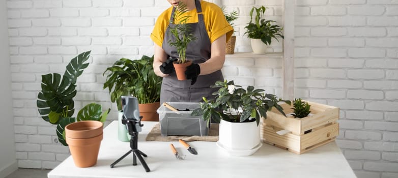 Relaxing home gardening. Smiling middle aged woman in black gloves with potted plant records gardening video blog in modern house - blogging and florist vlog influencer.