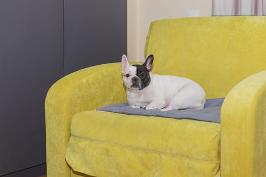 Adorable French bulldog lying down on the armchair