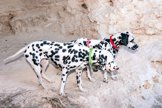 Portrait of three beautiful young Dalmatian dogs standing in a cave.