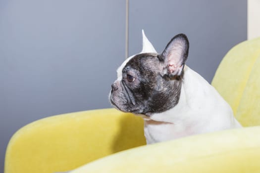 Adorable French bulldog lying down on the armchair