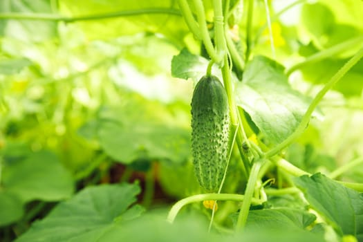 cucumbers growing in a greenhouse, healthy vegetables without pesticide, organic product. copy space