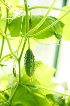 cucumbers growing in a greenhouse, healthy vegetables without pesticide, organic product. copy space