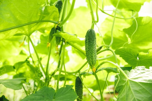 cucumbers growing in a greenhouse, healthy vegetables without pesticide, organic product. copy space