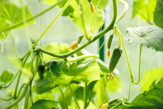 cucumbers growing in a greenhouse, healthy vegetables without pesticide, organic product. copy space