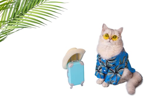 white cat in a blue summer shirt and yellow glasses, sitting next to a small blue suitcase in a straw hat, on a white background, looking at camera. Copy space