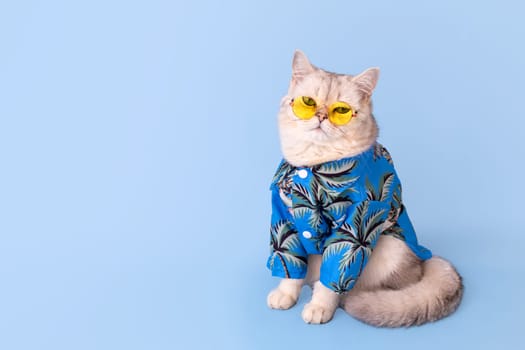 Adorable white cat in a blue summer shirt and yellow glasses sitting on a blue background. Copy space