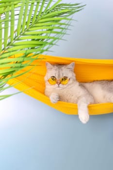 Stylish white british cat in a yellow glasses lie in a yellow fabric hammock, on a light blue background, with leaves of a palm tree, looking at camera. Vertical. Copy space