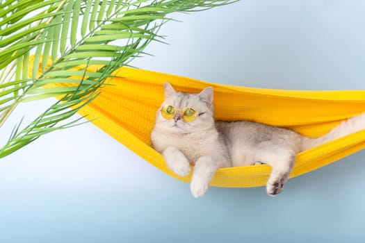 Adorable british white cat in a yellow glasses lie in a yellow fabric hammock, on a light blue background, with leaves of a palm tree, looking away. Copy space