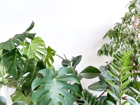 Plant Monstera deliciosa, zamiokulkas and ficus on a white background. Stylish and minimalistic urban jungle interior. Empty white wall and copy space
