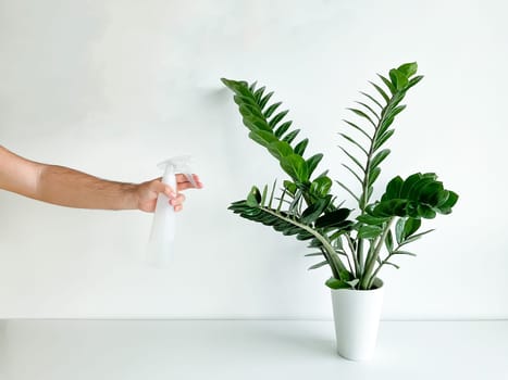 Cropped shot of a male hand spraying a home plant in a flower pot with a white spray bottle on a white table. Houseplant care. Minimalist interior. High quality photo