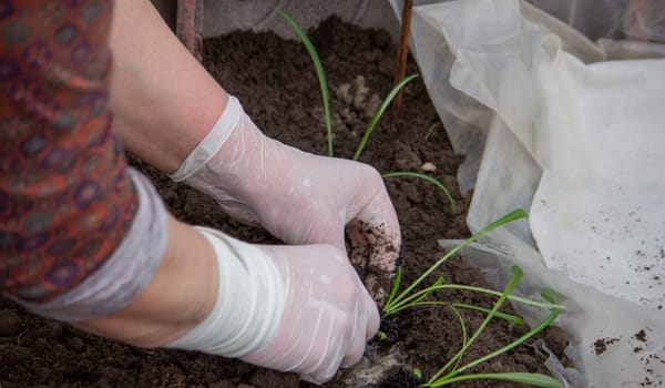 a woman farmer plants flower seedlings. Selective focus