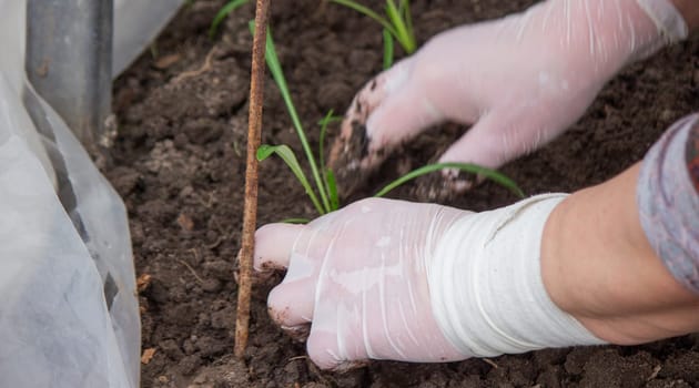 a woman farmer plants flower seedlings. Selective focus