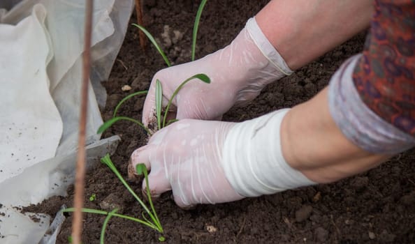 a woman farmer plants flower seedlings. Selective focus