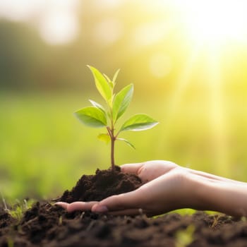 gardening life spring ground planting ecology care sapling nature young leaf tree green plant hand growing development agriculture growth faith. Generative AI.