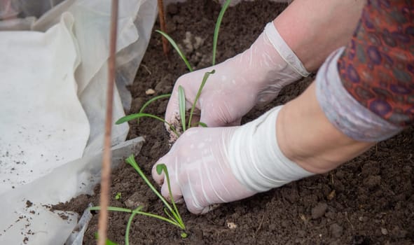 a woman farmer plants flower seedlings. Selective focus
