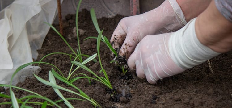 a woman farmer plants flower seedlings. Selective focus