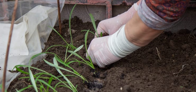 a woman farmer plants flower seedlings. Selective focus