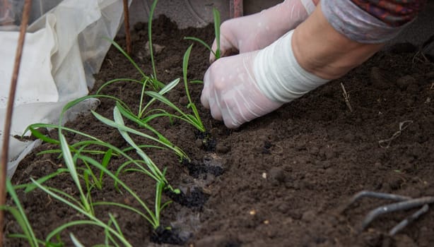 a woman farmer plants flower seedlings. Selective focus