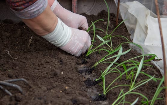 a woman farmer plants flower seedlings. Selective focus