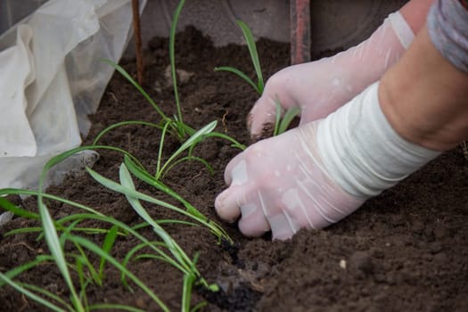 a woman farmer plants flower seedlings. Selective focus
