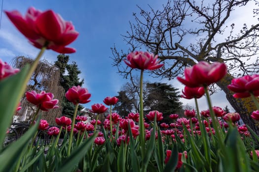 Tulips in a flower bed, pink blooming flowers against the sky and trees, spring flowers