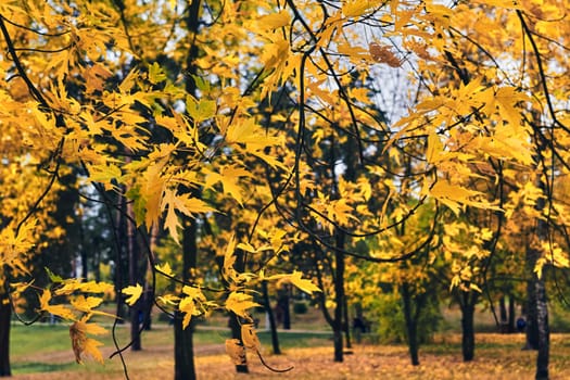 Autumn is the most colorful time of the year from all seasons, when nature changes its usual appearance to golden colors sun