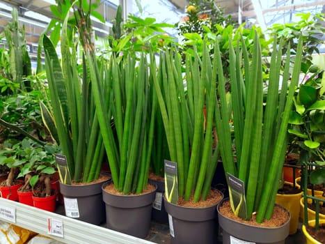 Ryazan, Russia - January 20, 2023: Decorative sansevieria in a plant shop. Buying and selling houseplants