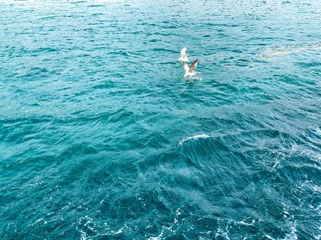 seagulls fly over the blue sea. sea ​​and seagulls. daylight. ideal for travel postcards, puzzles and lettering