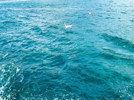 seagulls fly over the blue sea. sea ​​and seagulls. daylight. ideal for travel postcards, puzzles and lettering