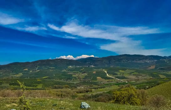 Olive trees in a row. Plantation, green grass and cloudy sky