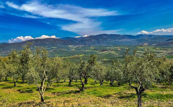 Olive trees in a row. Plantation, green grass and cloudy sky