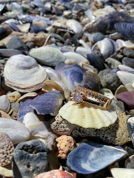 The concept of a wedding. Gold ring on a seashell, nautical wedding, design template with copyspace