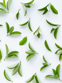 green leaves on a white background. Large fresh decorative leaves. High quality photo