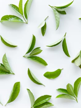 green leaves on a white background. Large fresh decorative leaves. High quality photo