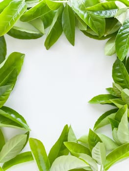 Frame of green leaves on a white background. View from above. High quality photo