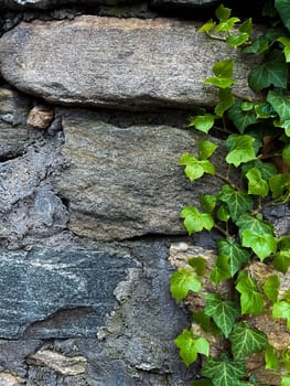 Climbing ivy on a brick wall. Green leaves and branches of ivy on a stone wall. High quality photo