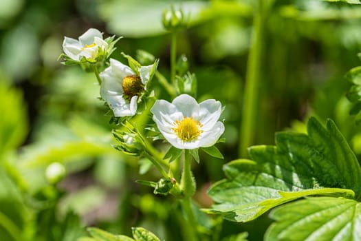 White strawberry flowers bloomed in the spring in the garden