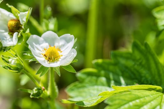 Ants collect pollen from strawberry flowers in the garden