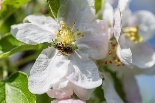 Bees collect pollen from the numerous white flowers of the apple tree