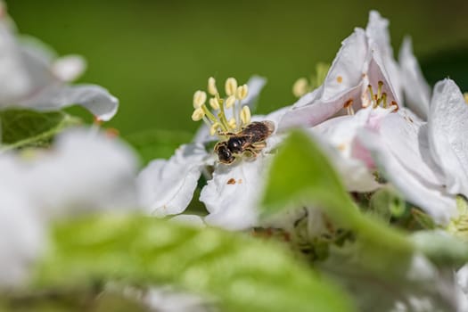 Bees collect pollen from the numerous white flowers of the apple tree